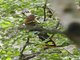 Chestnut-breasted Malkoha (Phaenicophaeus curvirostris)