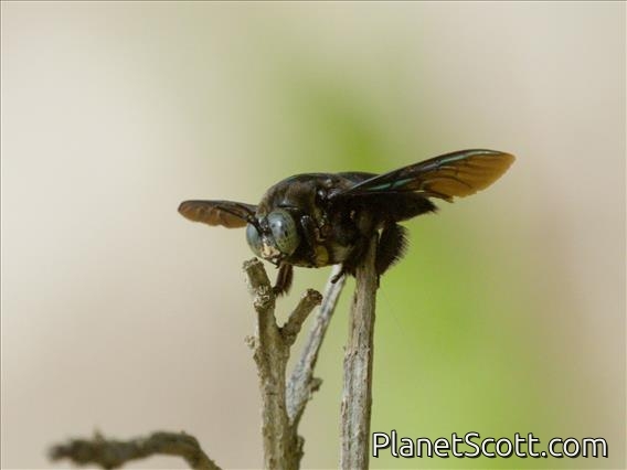 Carpenter Bee (Xylocopa sp)