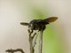 Carpenter Bee (Xylocopa sp)