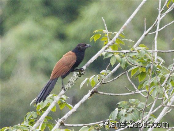 Greater Coucal (Centropus sinensis)