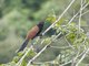 Greater Coucal (Centropus sinensis)