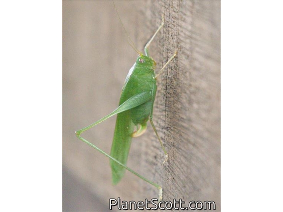 Katydid (Tettigoniidae sp)