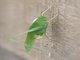 Katydid (Tettigoniidae sp)