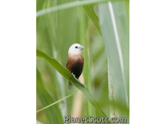 White-headed Munia (Lonchura maja)