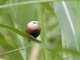 White-headed Munia (Lonchura maja)