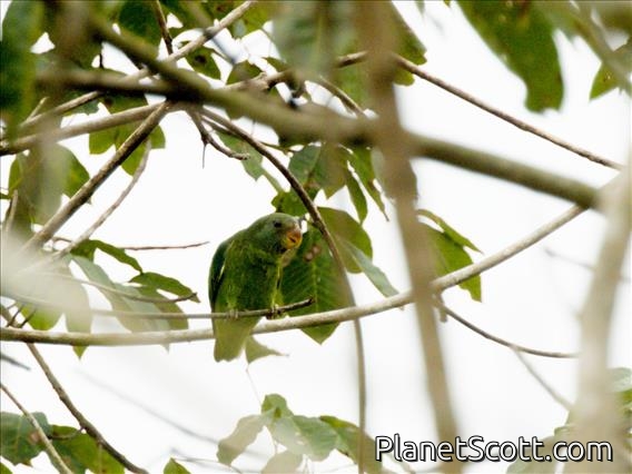 Blue-rumped Parrot (Psittinus cyanurus)