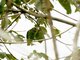 Blue-rumped Parrot (Psittinus cyanurus)