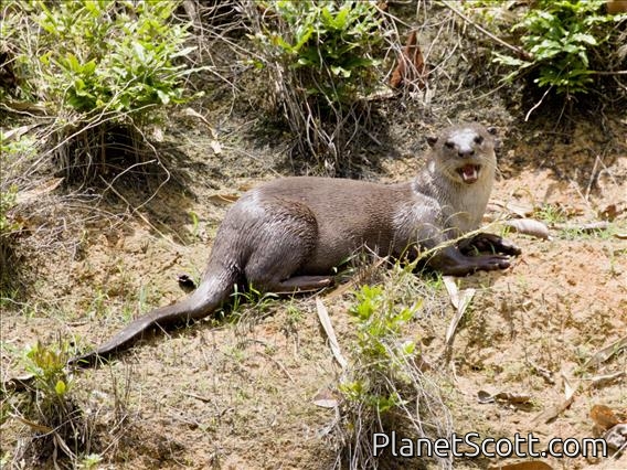 Smooth-coated Otter (Lutrogale perspicillata)