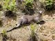 Smooth-coated Otter (Lutrogale perspicillata)