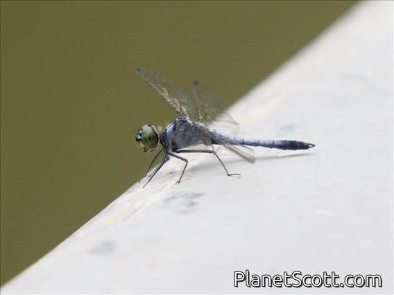 Blue Marsh Hawk (Orthetrum glaucum)