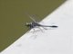 Blue Marsh Hawk (Orthetrum glaucum)