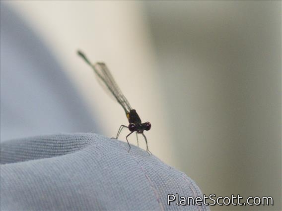 White-legged Damselfly (Platycnemididae)