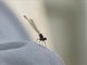 White-legged Damselfly (Platycnemididae)