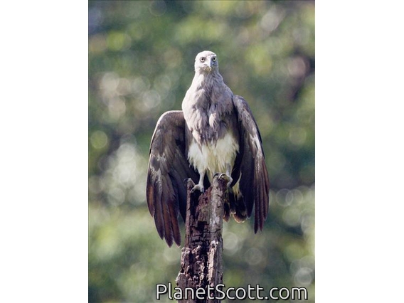 Gray-headed Fish-Eagle (Icthyophaga ichthyaetus)