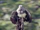 Gray-headed Fish-Eagle (Icthyophaga ichthyaetus)