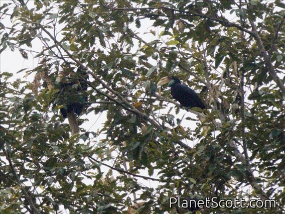 Wreathed Hornbill (Rhyticeros undulatus)