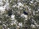 Wreathed Hornbill (Rhyticeros undulatus)