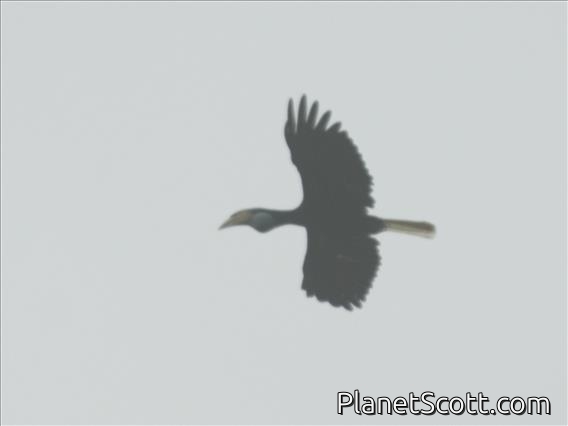 Plain-pouched Hornbill (Rhyticeros subruficollis)