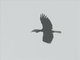 Plain-pouched Hornbill (Rhyticeros subruficollis)