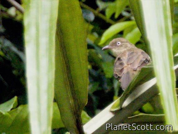 Cream-vented Bulbul (Pycnonotus simplex)