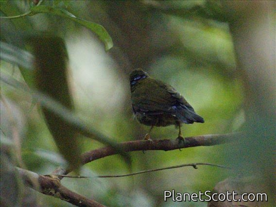 White-necked Babbler (Stachyris leucotis)