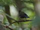 White-necked Babbler (Stachyris leucotis)