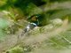 Chestnut-naped Forktail (Enicurus ruficapillus)