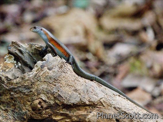 Common Sun Skink (Eutropis multifasciata)
