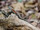 Common Sun Skink (Eutropis multifasciata)