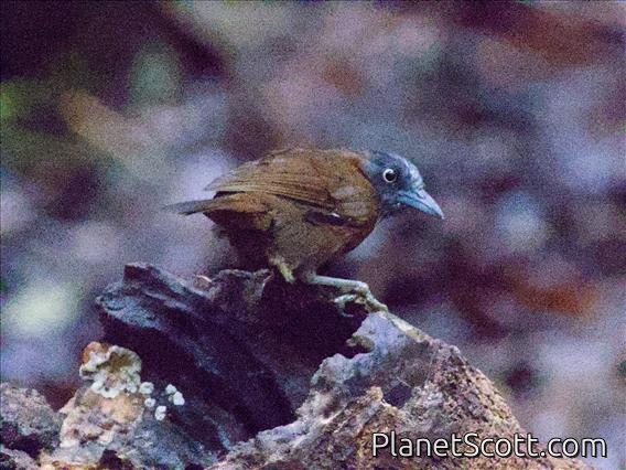 Gray-headed Babbler (Stachyris poliocephala)