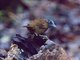Gray-headed Babbler (Stachyris poliocephala)