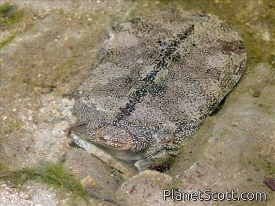 Malayan Softshell Turtle (Dogania subplana)