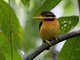 Rufous-collared Kingfisher (Actenoides concretus)