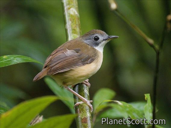 Short-tailed Babbler (Pellorneum malaccense)