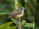 Short-tailed Babbler (Pellorneum malaccense)