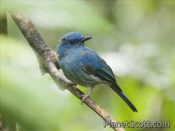 Pale Blue-Flycatcher (Cyornis unicolor)