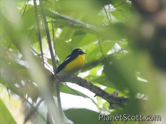 Yellow-rumped Flycatcher (Ficedula zanthopygia)