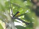 Yellow-rumped Flycatcher (Ficedula zanthopygia)