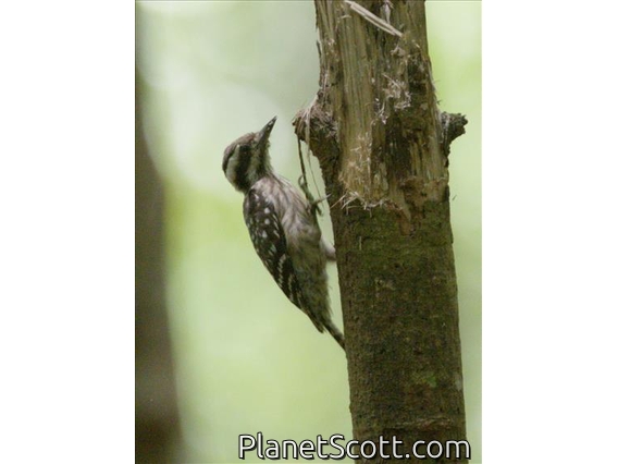 Sunda Pygmy Woodpecker (Yungipicus moluccensis)