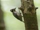 Sunda Pygmy Woodpecker (Yungipicus moluccensis)