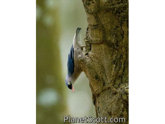 Velvet-fronted Nuthatch (Sitta frontalis)