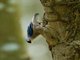 Velvet-fronted Nuthatch (Sitta frontalis)