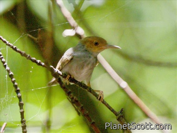 Ashy Tailorbird (Orthotomus ruficeps)