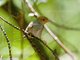 Ashy Tailorbird (Orthotomus ruficeps)