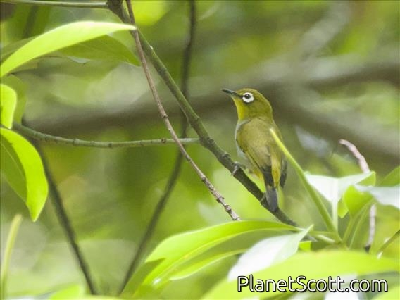 Hume's White-eye (Zosterops auriventer)