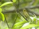 Hume's White-eye (Zosterops auriventer)