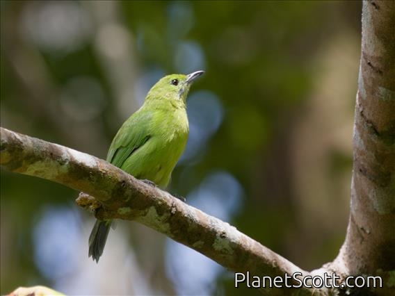 Blue-winged Leafbird (Chloropsis moluccensis) - Female