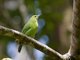 Blue-winged Leafbird (Chloropsis moluccensis) - Female