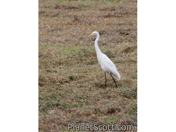 Medium Egret (Ardea intermedia)