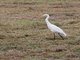 Medium Egret (Ardea intermedia)